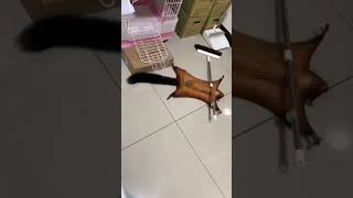 Increíble Actuación Ardilla Voladora Finge Su Propia Muerte En Una Escena Para Llamar La Atención