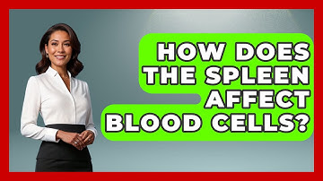 How Does The Spleen Affect Blood Cells? - The Operating Table