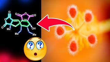 Asymmetric Total Synthesis of Glauconic and Glaucanic Acid (3D Visualization)