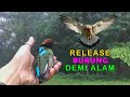 RELEASE ANEKA BURUNG DI DESA ASRI PINGGIRAN HUTAN | أدخل الغابة