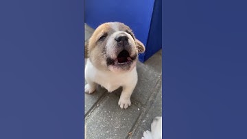 Thumbnail of Puppy crying sound!! Cute Puppy crying #angrypets #cuteanimal #cute #angrypuppy #puppyeyes #pup