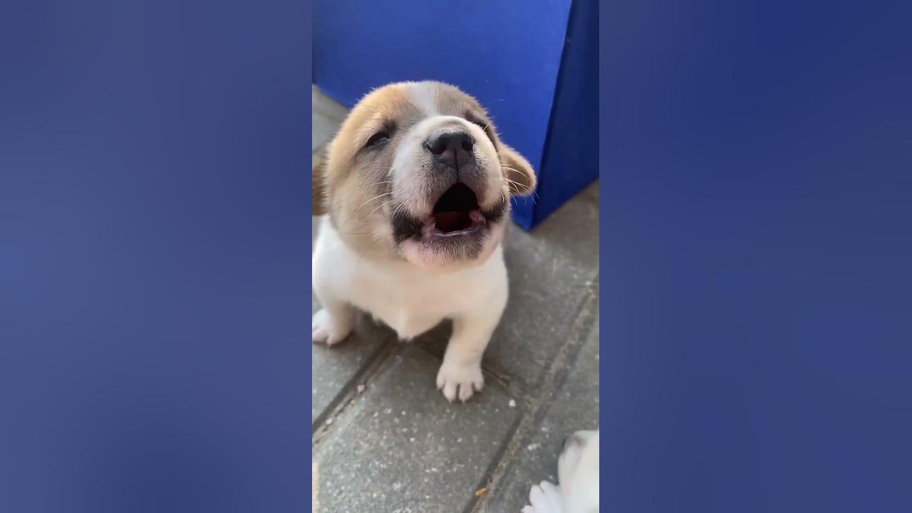 Puppy crying sound!! Cute Puppy crying #angrypets #cuteanimal #cute #angrypuppy #puppyeyes #pup