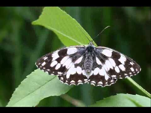 Галатея Александр Городницкий - YouTube