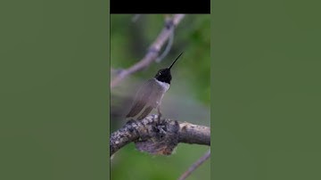 You won’t believe how fast this hummingbird really is 🐦💨 #shorts