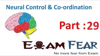 Biology Neural Control & Coordination part 29 (Questions) CBSE class 11 XI