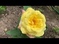 Розы  Французской селекции Peace (Gloria Dei) (Пис / Глория Дей), Eden Romantica ( Эден Романтика)