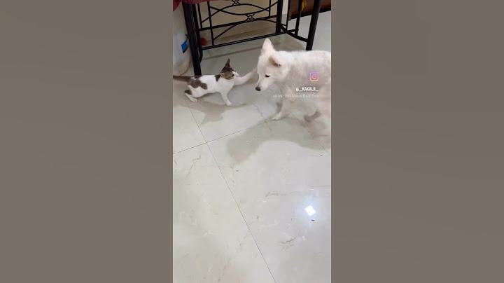 Duke and meow's comical moments!