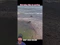 #Trapped in a Puddle....This Fish Made a Brave.....