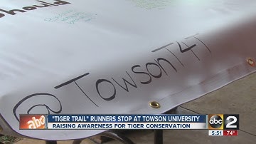 "Tiger Trail" runners raising awareness for tigers, stop by Towson University