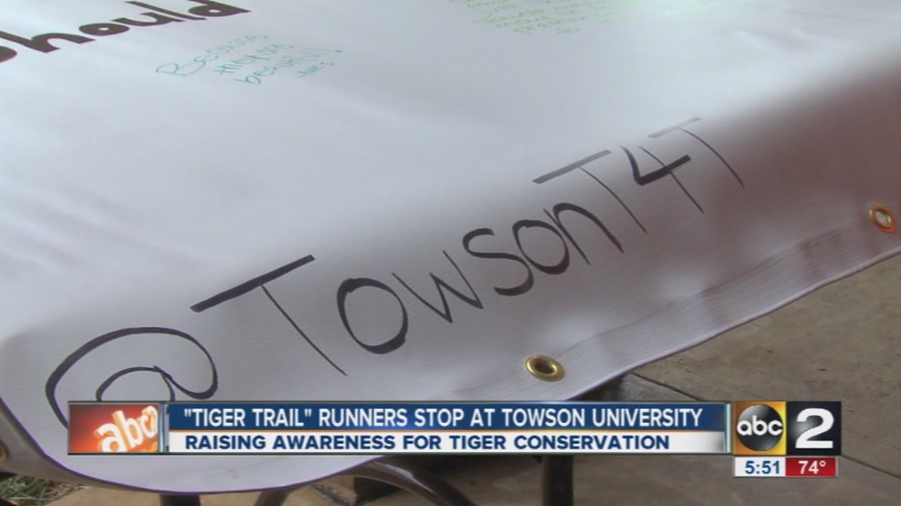 "Tiger Trail" runners raising awareness for tigers, stop by Towson University
