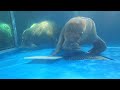 【セイウチ】絶妙な手さばき(脚さばき)でまな板で遊ぶいちこ@鳥羽水族館
