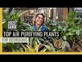 Unbelievable Air Purifier: These Bedroom Plants Release Oxygen!