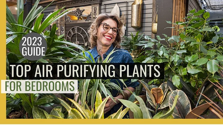 Unbelievable Air Purifier: These 2023 Bedroom Plants Release Oxygen! - DayDayNews
