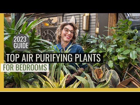 וִידֵאוֹ: צמחי בית לחדר השינה: הצמחים הטובים ביותר לאיכות אוויר בחדר השינה
