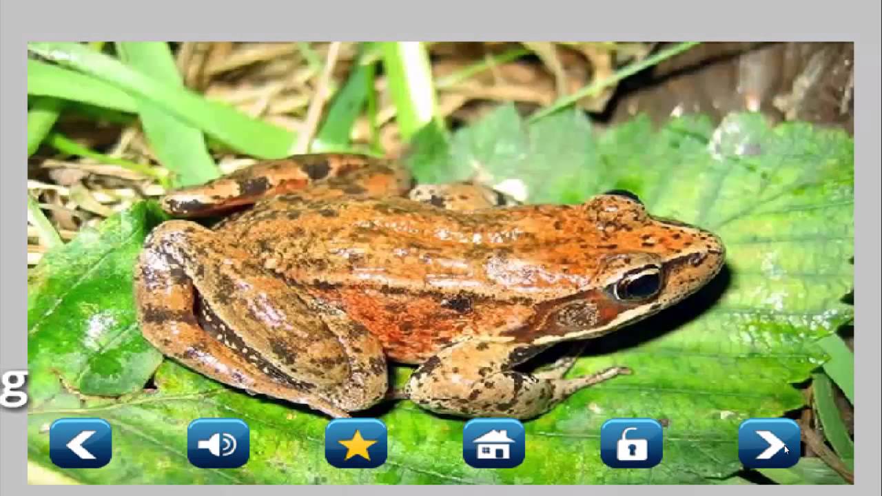 Reptiles and Sea animals sounds - YouTube