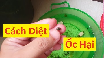 Cách Diệt Ốc Hại Bể Cá Thủy Sinh #becathuysinh #ốchai #datyeucayyeuca