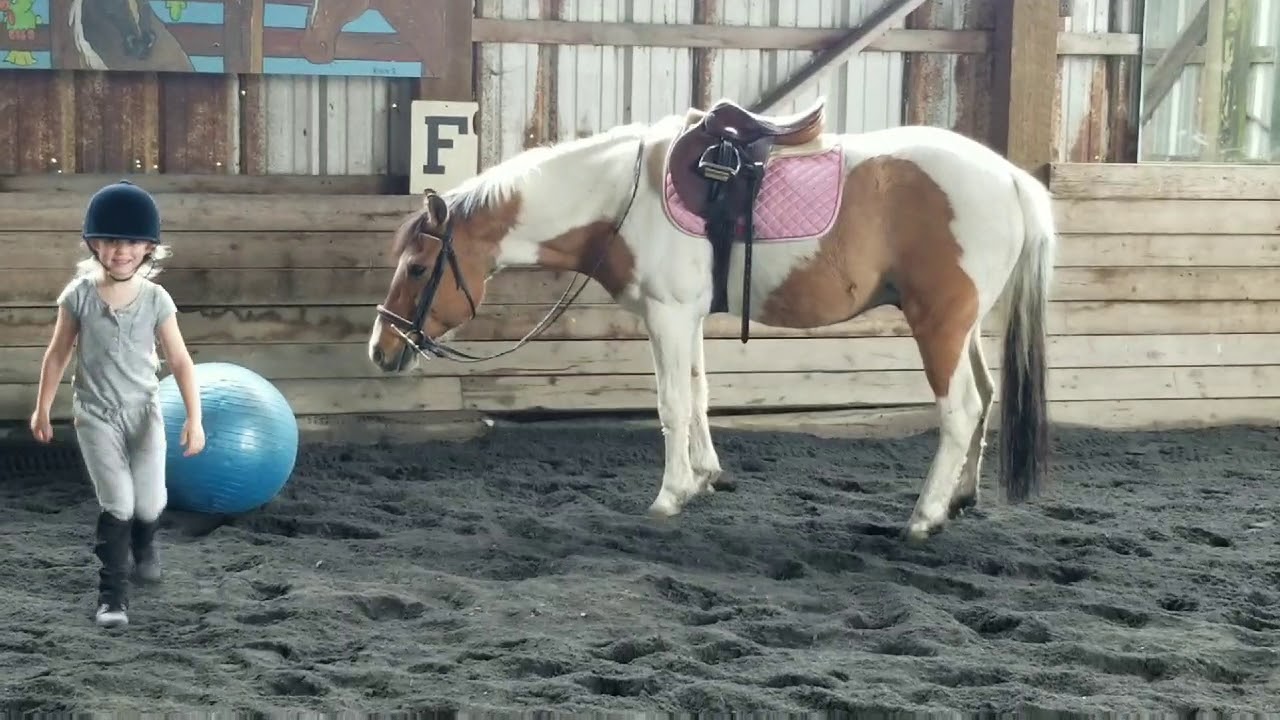 Horse Liberty work with ball YouTube