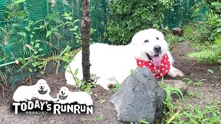 いたれりつくせりで快適なルンルンです　Great Pyrenees　グレートピレニーズ