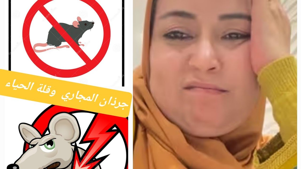 شوهة الناموسة   باقة ما طلقات ولا دارت عدة وتتكلم على الزواج  . جرذان المجاري  قلالين الترابي 