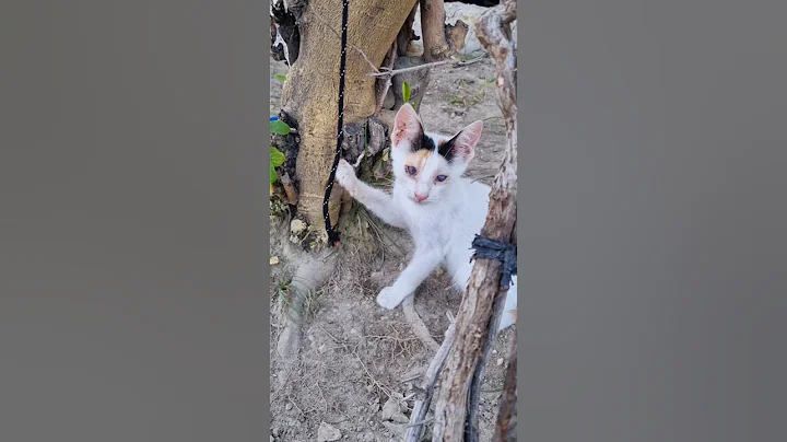 Watch the video about കയർ എനിക്ക് വേണ്ട വരട്ടെ മാമൻ #catvideos #catfunny #funny