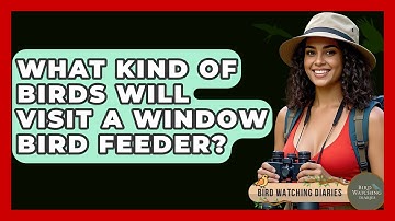What Kind Of Birds Will Visit A Window Bird Feeder? - Bird Watching Diaries