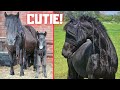 The next day... What are they wearing? | Friesian Horses