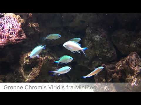Grøn chromis (Chromis viridis) fra MiniZoo