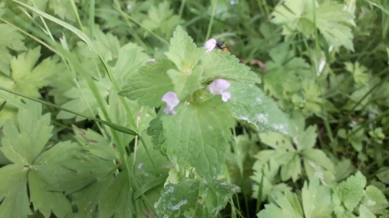 Paarse dovenetel - Lamium purpureum