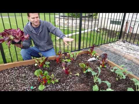 Back Yard Glow Up & Garden Tour!