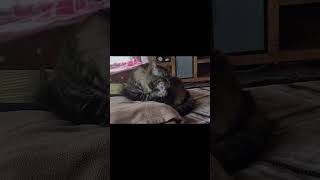 Cat bath before catnap