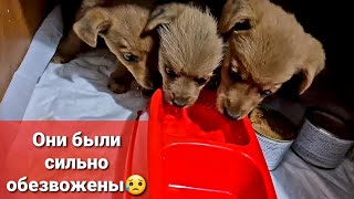 Щенят с мороза в теплый дом😍. Как поживает Дозор?!