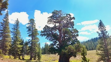 The Bennet Juniper:  Exploring California