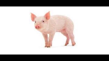 10 loai vat thong minh nhất