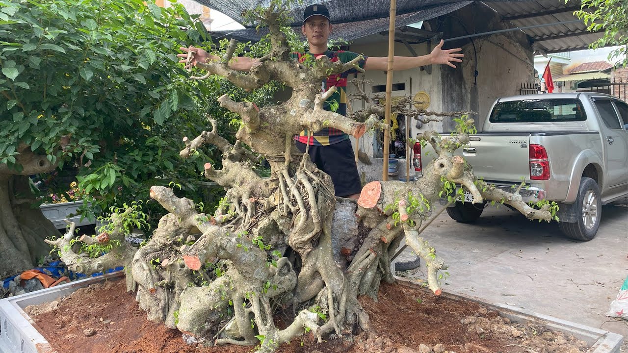 Sẽ Rất Đẹp Nếu Như Cây Này Được Làm Thêm Đá | Dũng Mũ Rơm