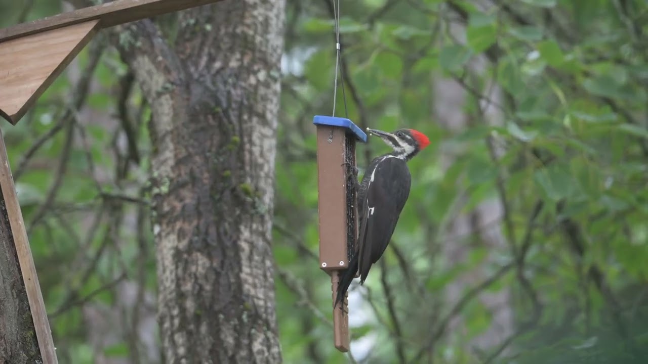 Pileated Woodpecker 3:56