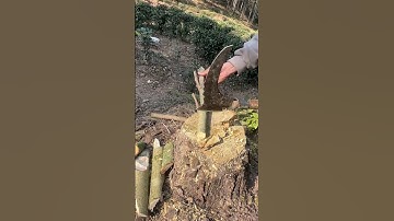 RT 828999999088819 mini rotary tillage and ridging all-in one tree 🌲 short view #rogator #rotarymowe