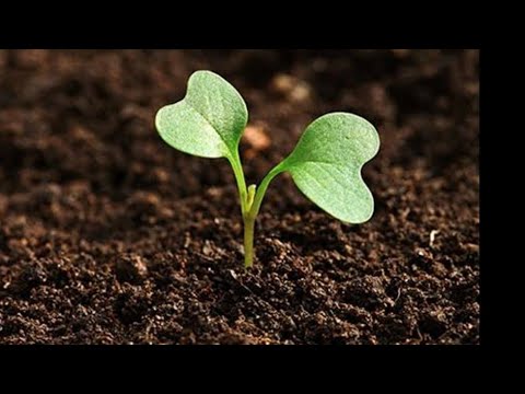 Video: Hibrit Bitki Nedir