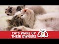 🐱Cats Wake Up Their Owners🐱| The CatZ🐱