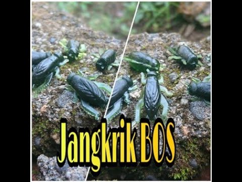 Umpan Pancing Jangkrik Mainan Bahan Silikon Harga Murah HANYA 2500