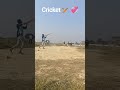 cricket