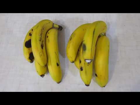Созревание зеленых бананов в домашних условиях
