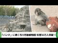 話題の子ザル「パンチ」で市川市動植物園が大人気　年間来園者３０万人を初突破（2026.03.17放送）