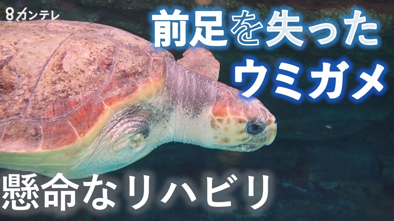 前足を失った ウミガメ 再び海で泳ぐために 神戸スマスイ で懸命なリハビリ 特集 報道ランナー ニュース 関西テレビ放送 カンテレ 前足を失った ウミガメ 再び海で泳ぐために 神戸スマスイ で懸命なリハビリ 特集 報道ランナー ニュース 関西テレビ放送 カンテレ
