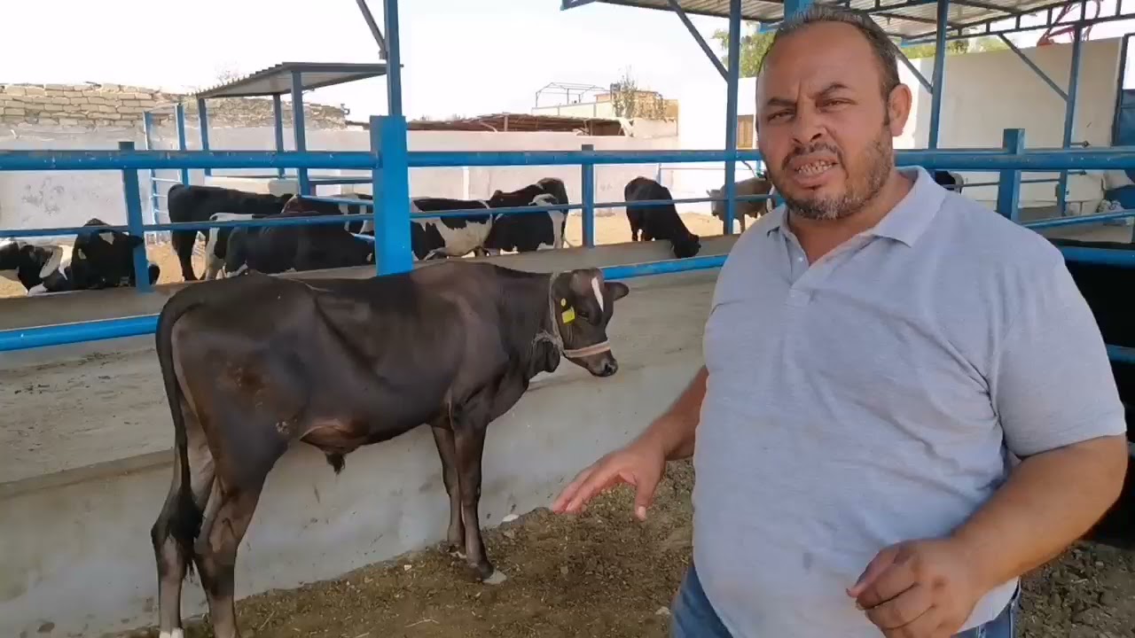 إحذر خطر الجلد العقدي و الحساسية على عجولك