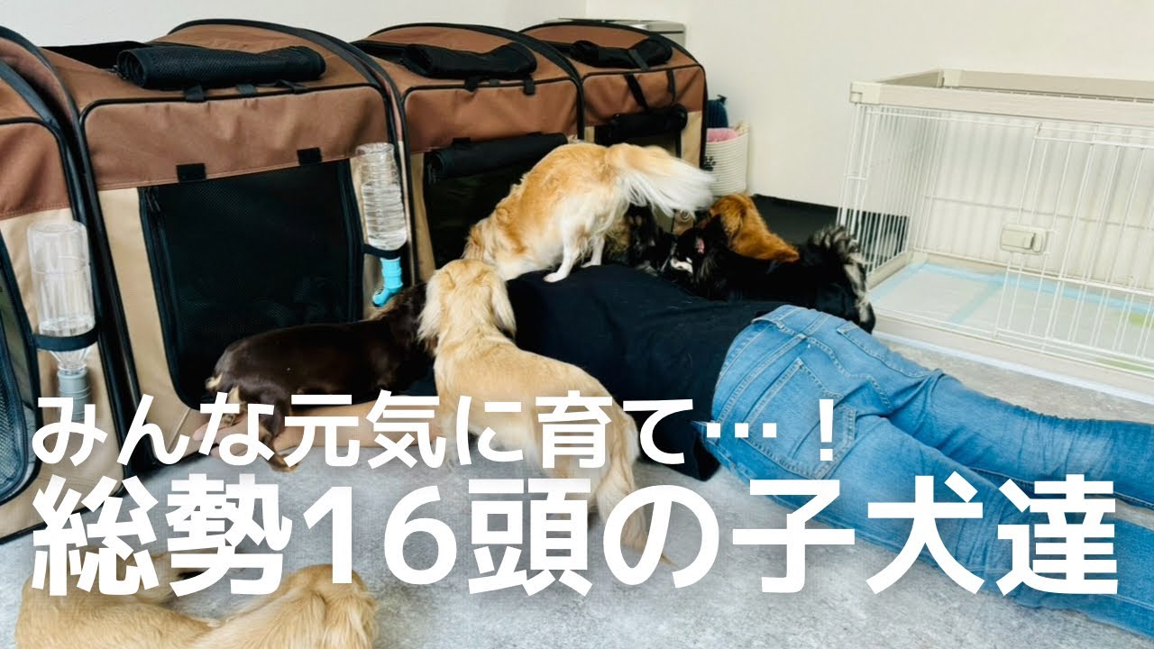 【犬7頭と暮らすおっさん】総勢16頭の子育て…！和田家史上初めての大掛かりな子育てが始まった【子犬】