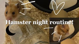 Hamster night routine! 🐹 | (relaxing video)