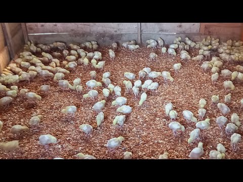 Brooding 300 broilers|| cost of feed and day old chicks so high|| preparing for Christmas season