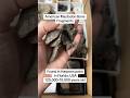 Mastodon Bone Fragment Fossils