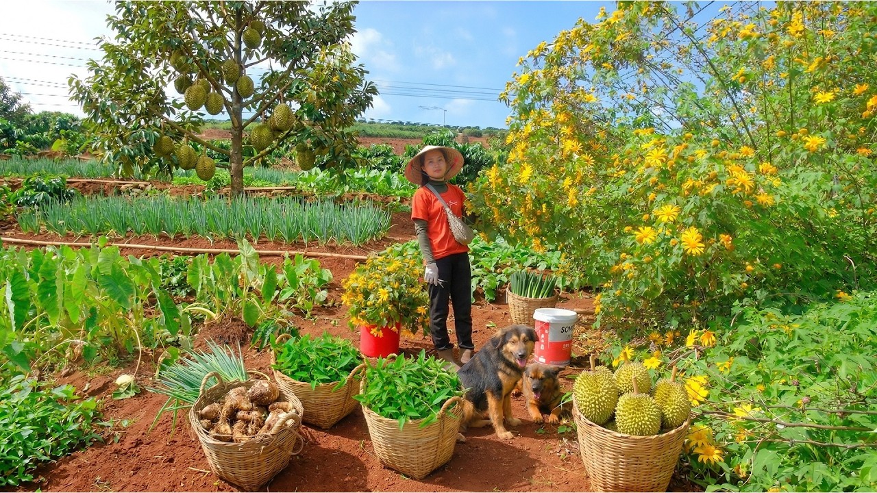 Harvest Wild Sunflowers To Sell At The Market – Cook, Garden, Animal Care