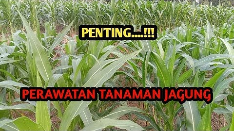 Perawatan Tanaman Jagung || Agar Tumbuh Subur